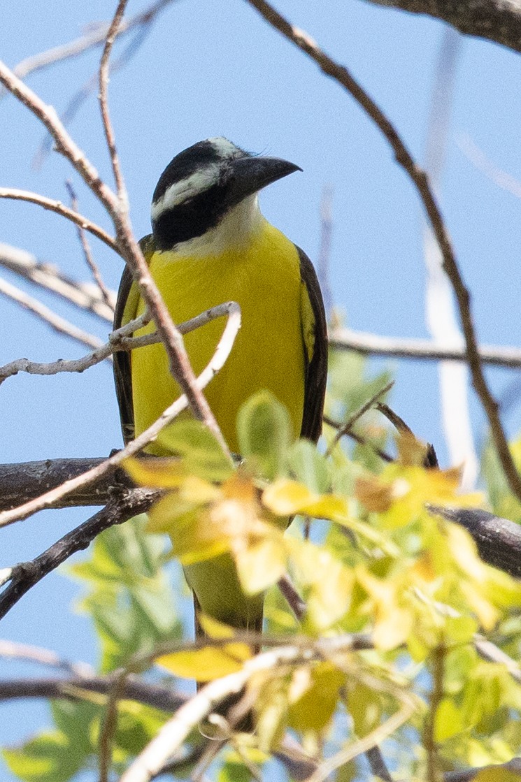 Boat-billed Flycatcher - ML630167725