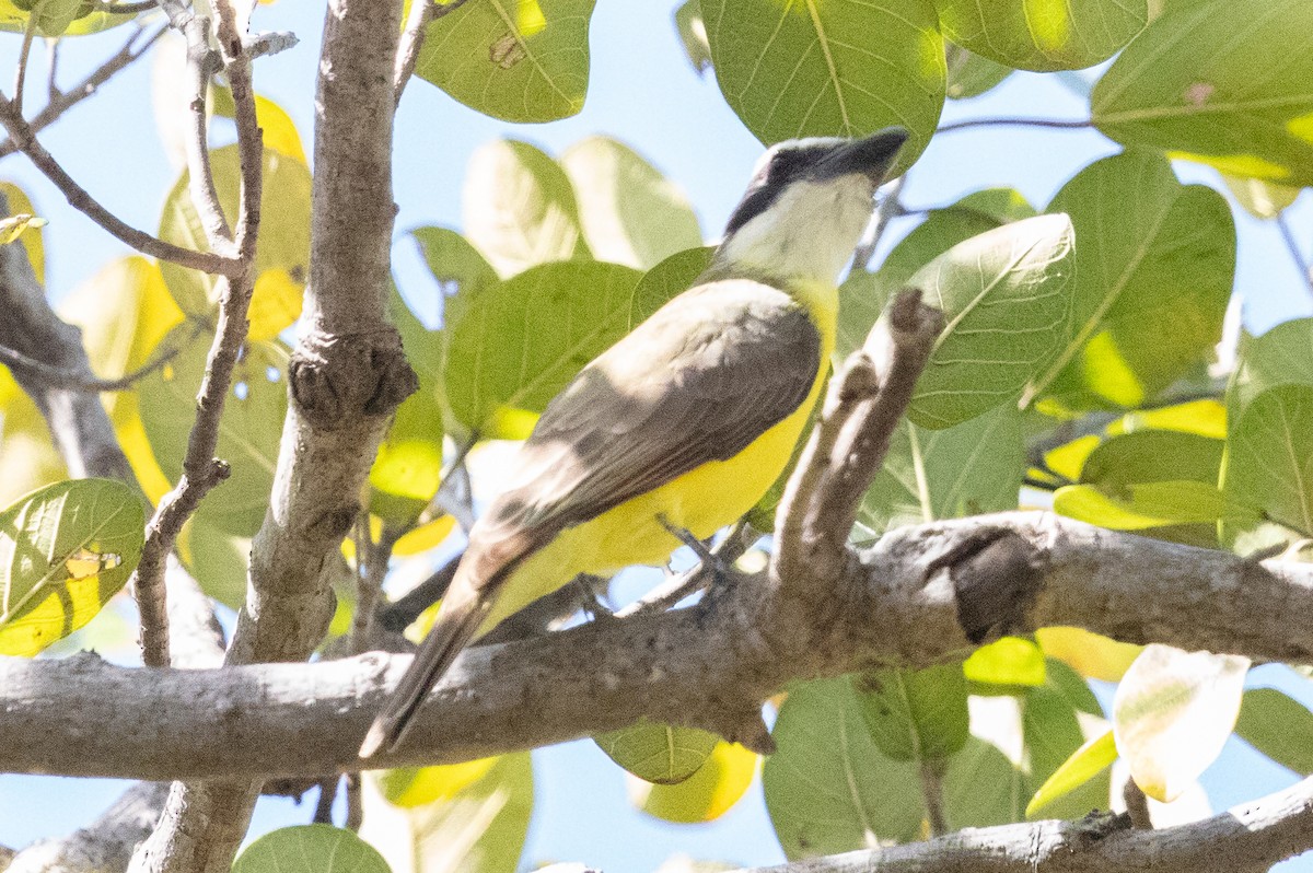 Boat-billed Flycatcher - ML630167726