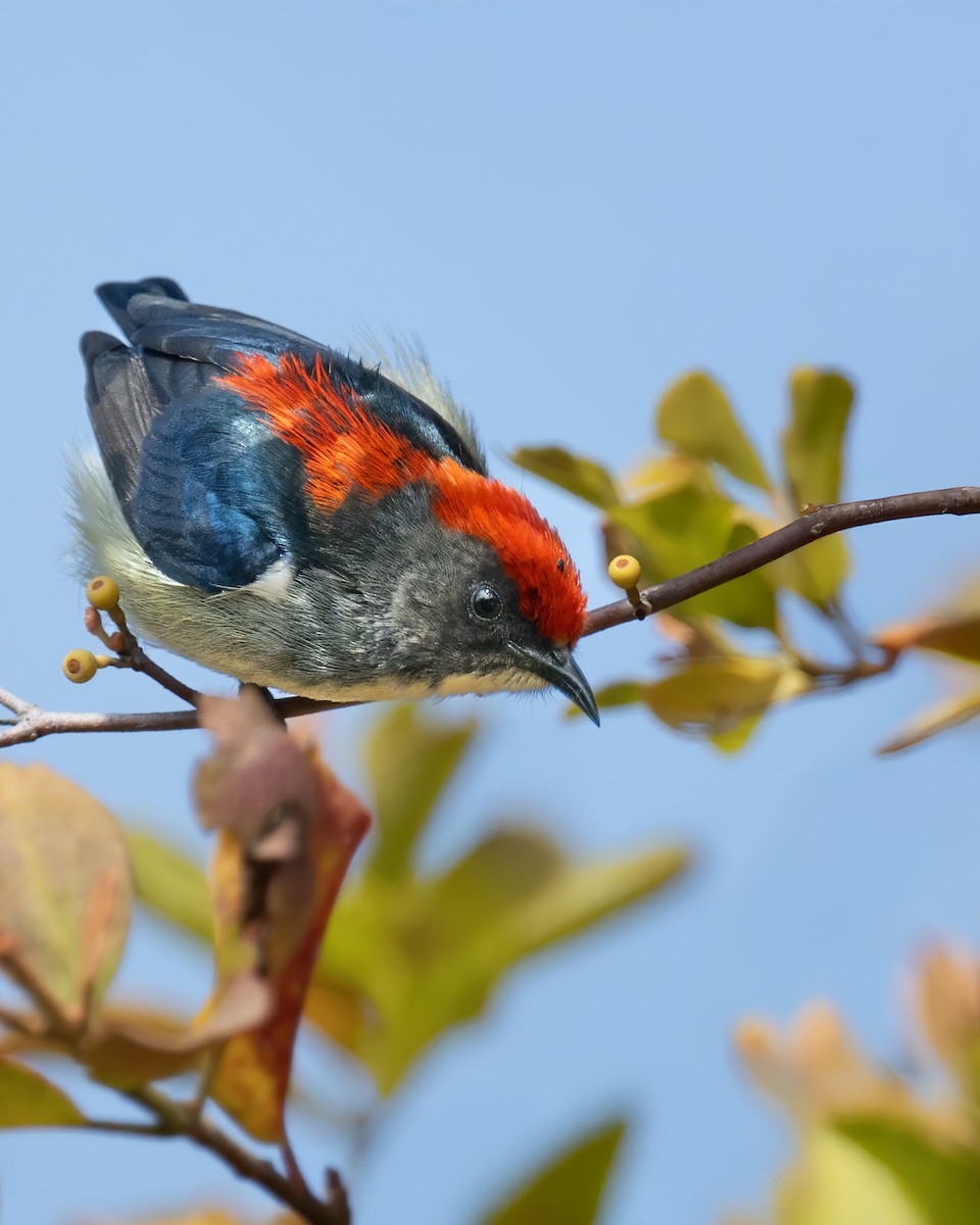 セアカハナドリ - ML630167827