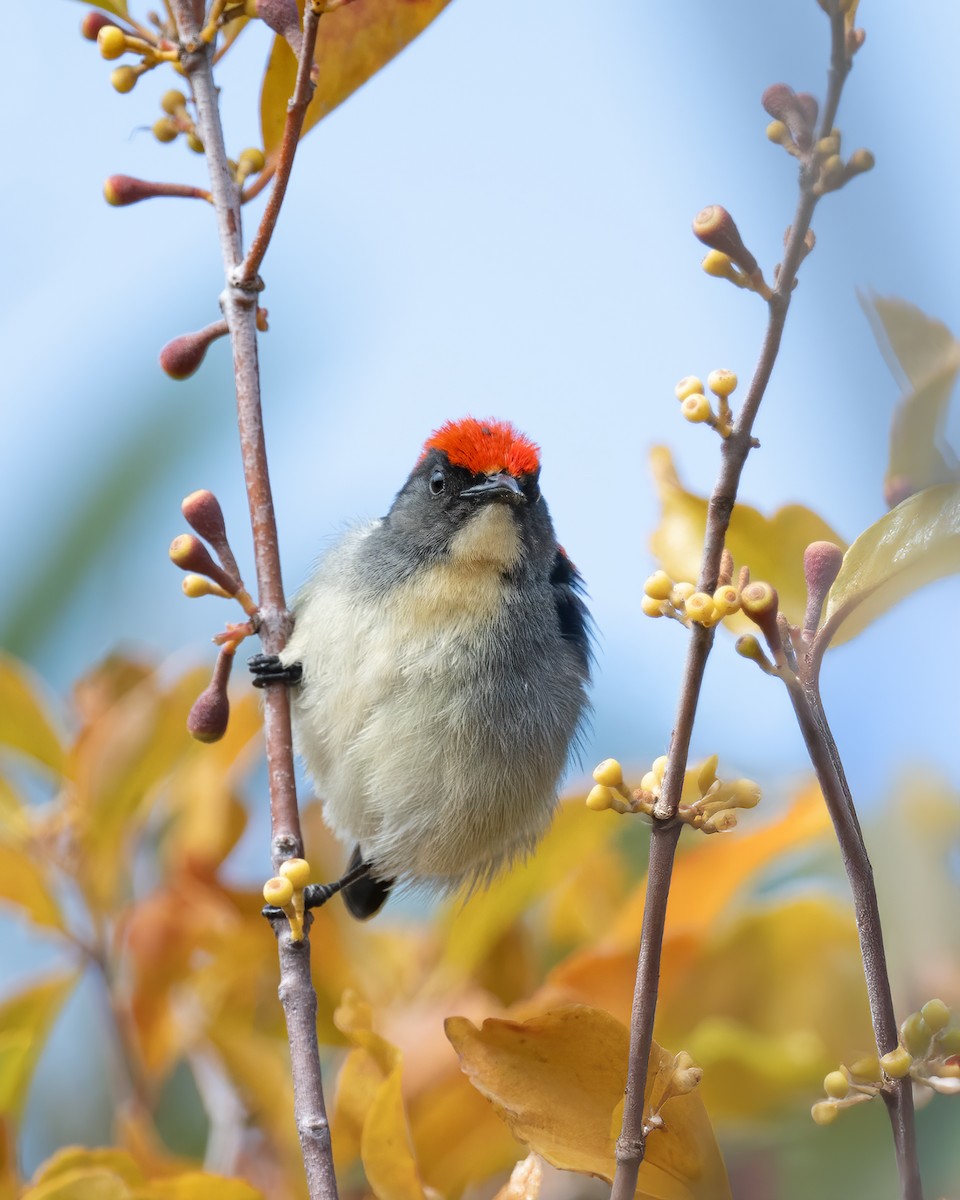 セアカハナドリ - ML630167828
