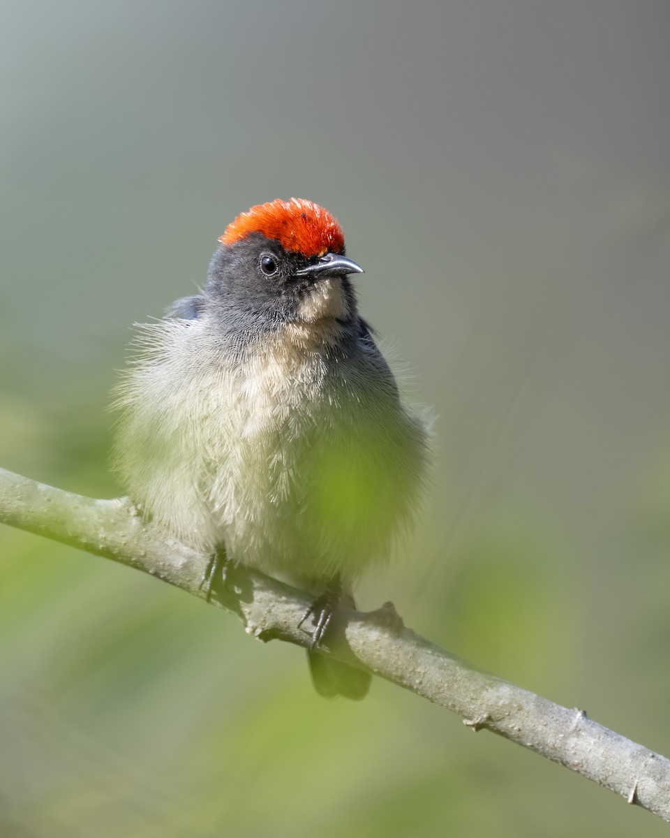 セアカハナドリ - ML630167829