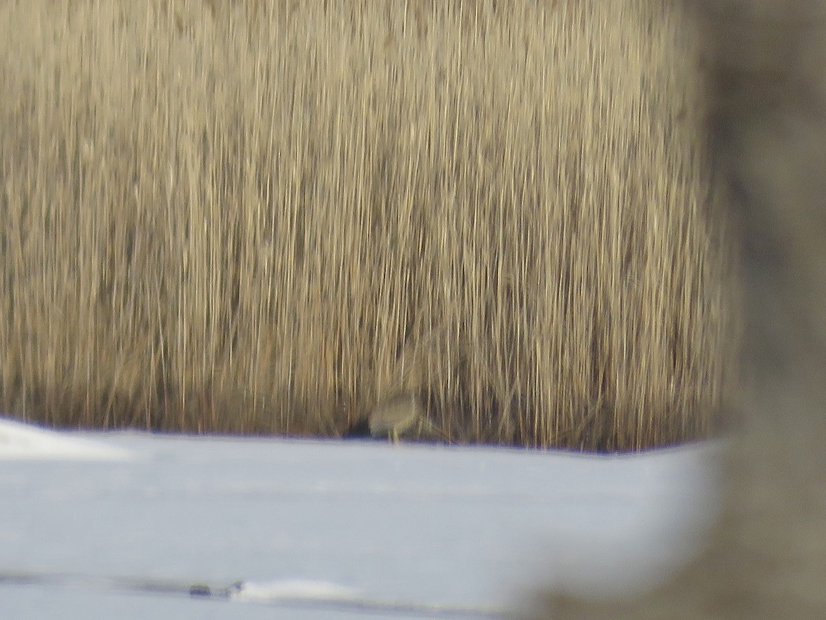 American Bittern - ML630167861