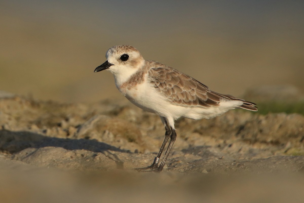 Tibetan Sand-Plover - ML630167863