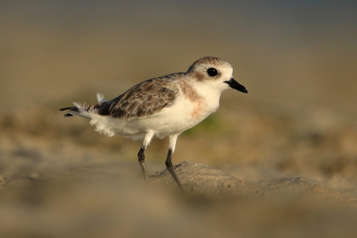 Tibetan Sand-Plover - ML630167864