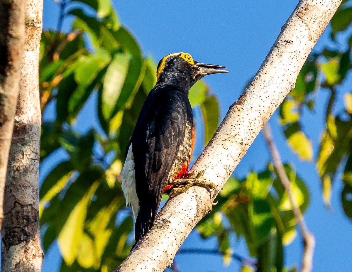 Yellow-tufted Woodpecker - ML630167953