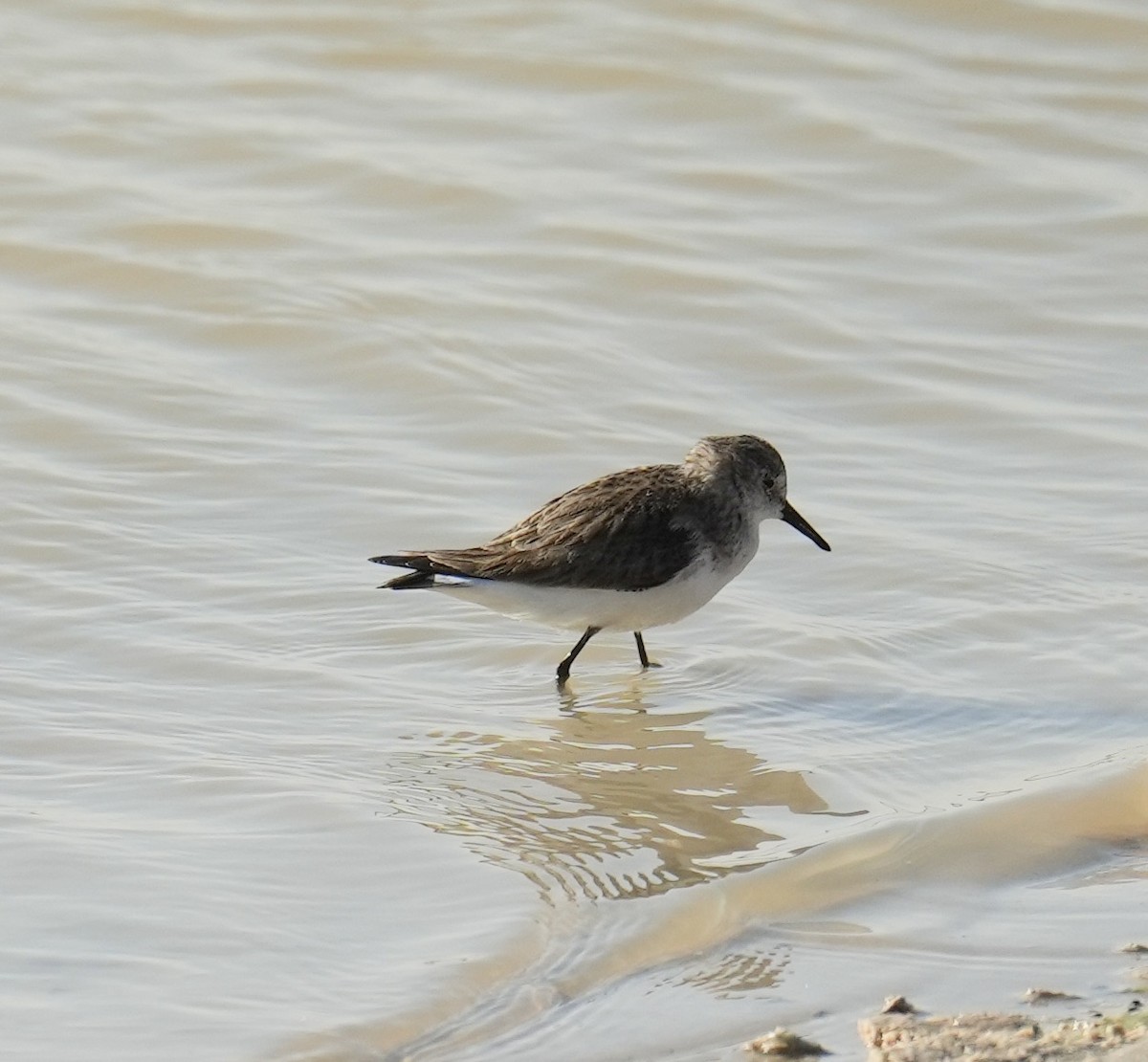 Little Stint - ML630167991