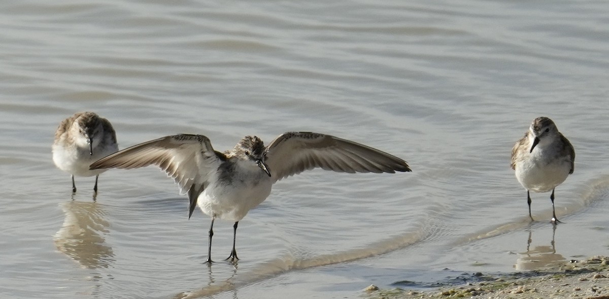 Little Stint - ML630167994