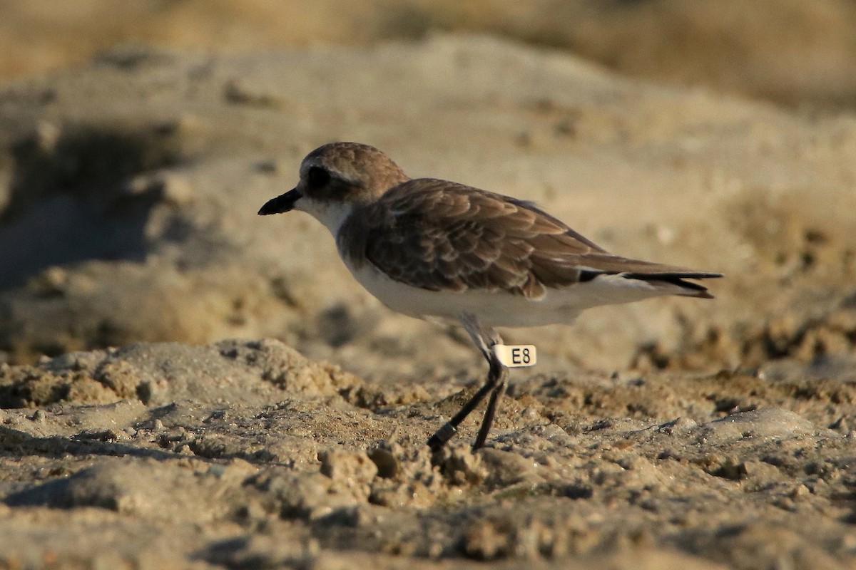 sand-plover sp. - ML630168018