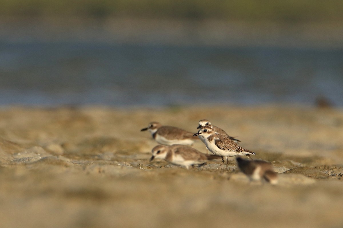 sand-plover sp. - ML630168019