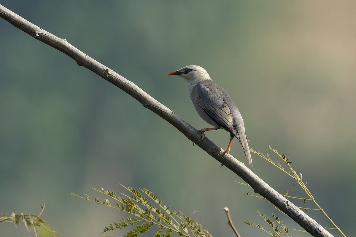 Burmese Myna - ML630168113