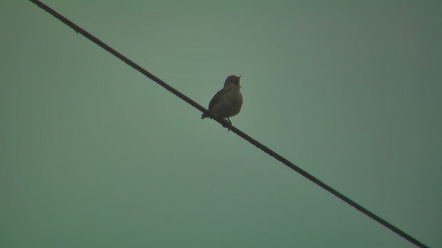 Southern House Wren - ML630168181