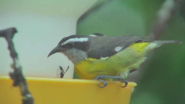 Bananaquit - ML630168233