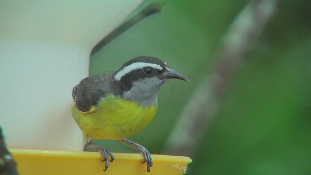 Bananaquit - ML630168234