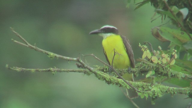 Boat-billed Flycatcher - ML630168264