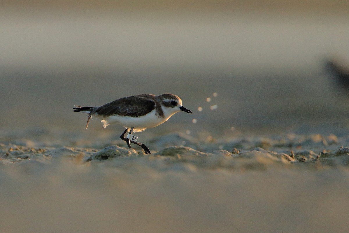 Tibetan Sand-Plover - ML630168271