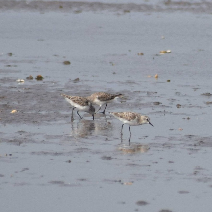 Little Stint - ML630168304