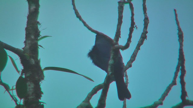 テリバネコウウチョウ - ML630168326