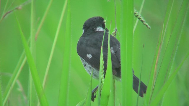 カワリヒメウソ - ML630168349