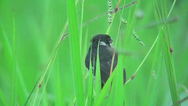 カワリヒメウソ - ML630168351