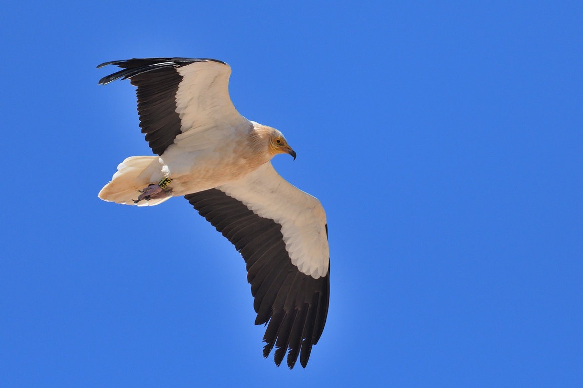 Egyptian Vulture - Mick Hemingway