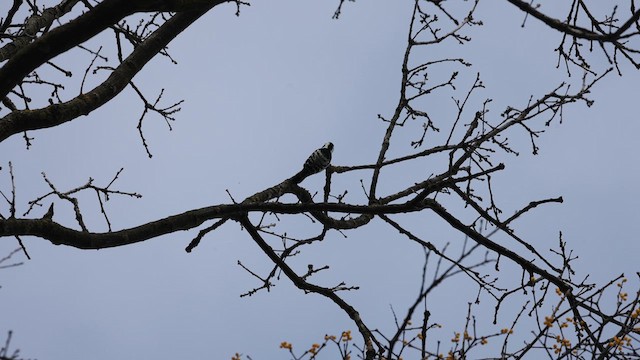Lesser Spotted Woodpecker - ML630168505
