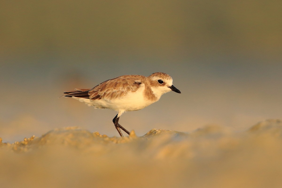 Tibetan Sand-Plover - ML630168556