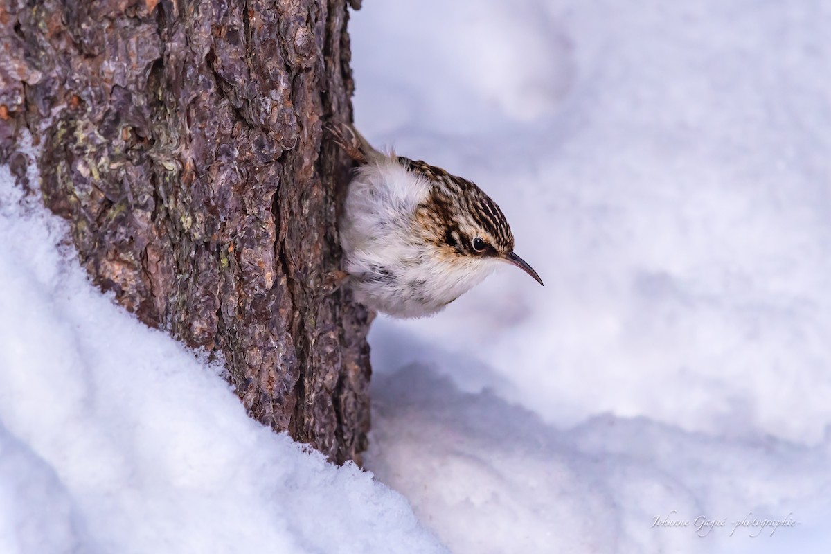 Brown Creeper - ML630168610