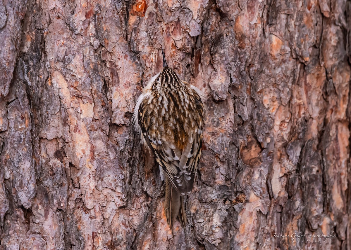 Brown Creeper - ML630168612