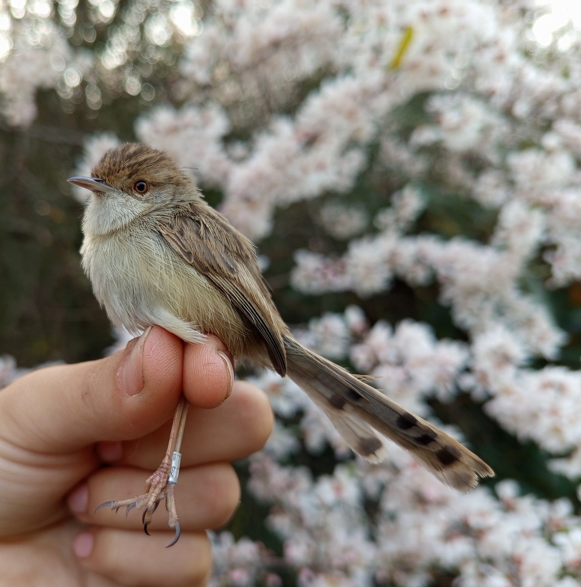 Graceful Prinia - ML630168627