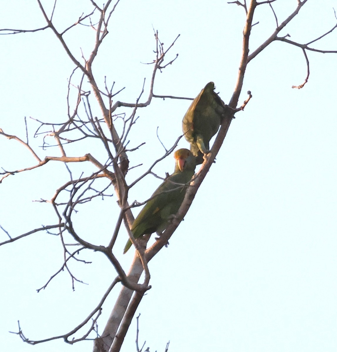 Blue-cheeked Amazon - ML630168648