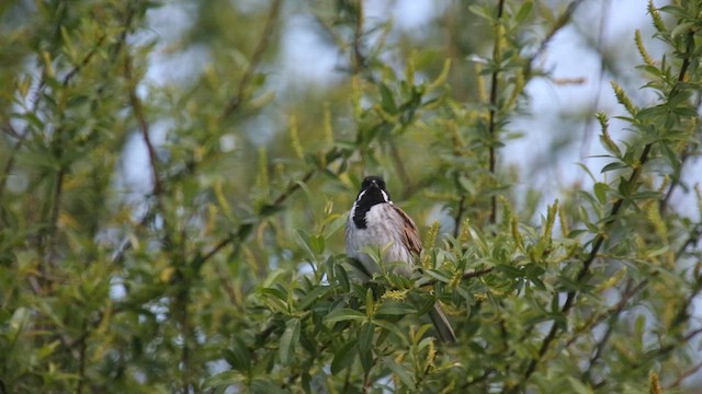Reed Bunting - ML630168683