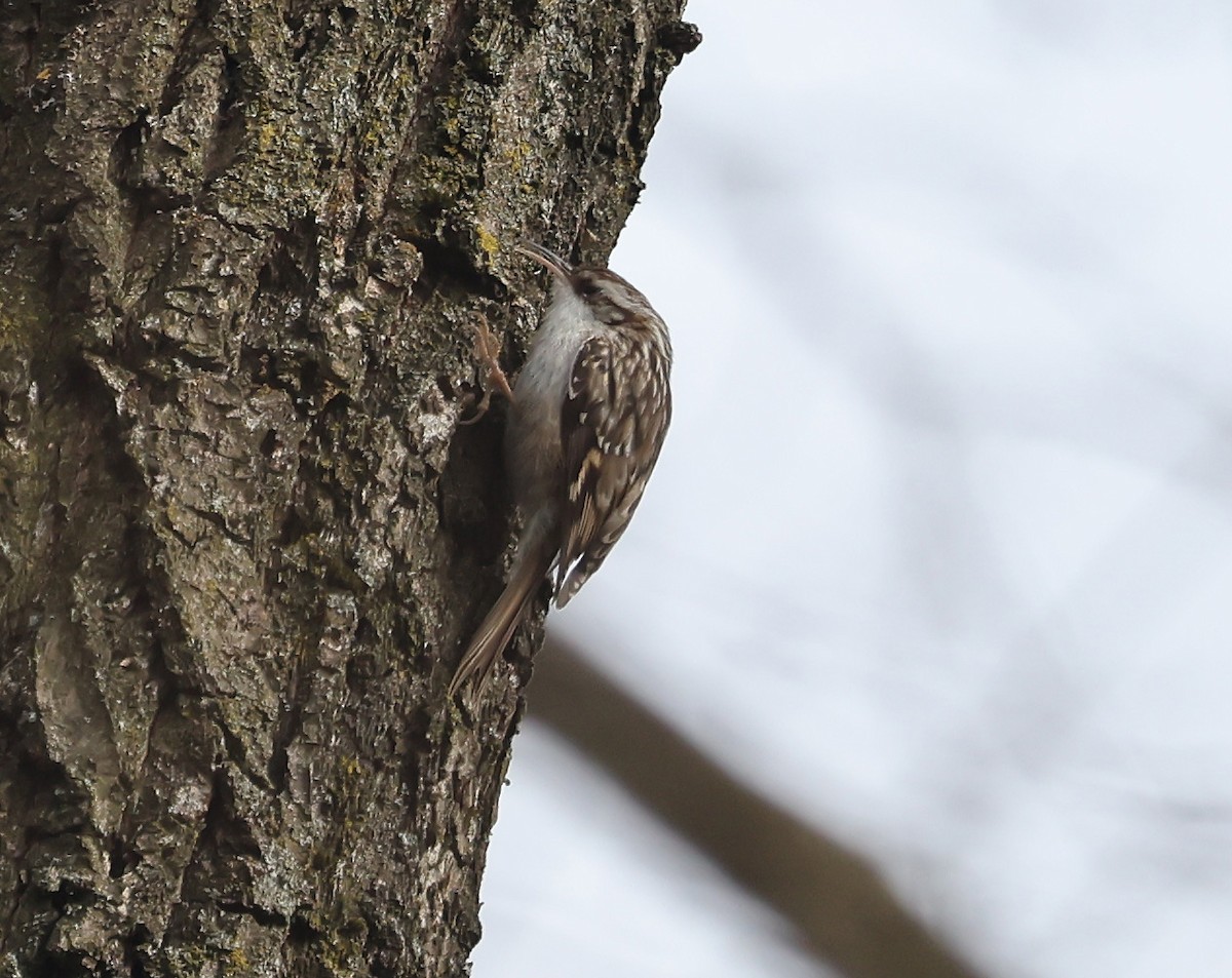 Short-toed Treecreeper - ML630168731