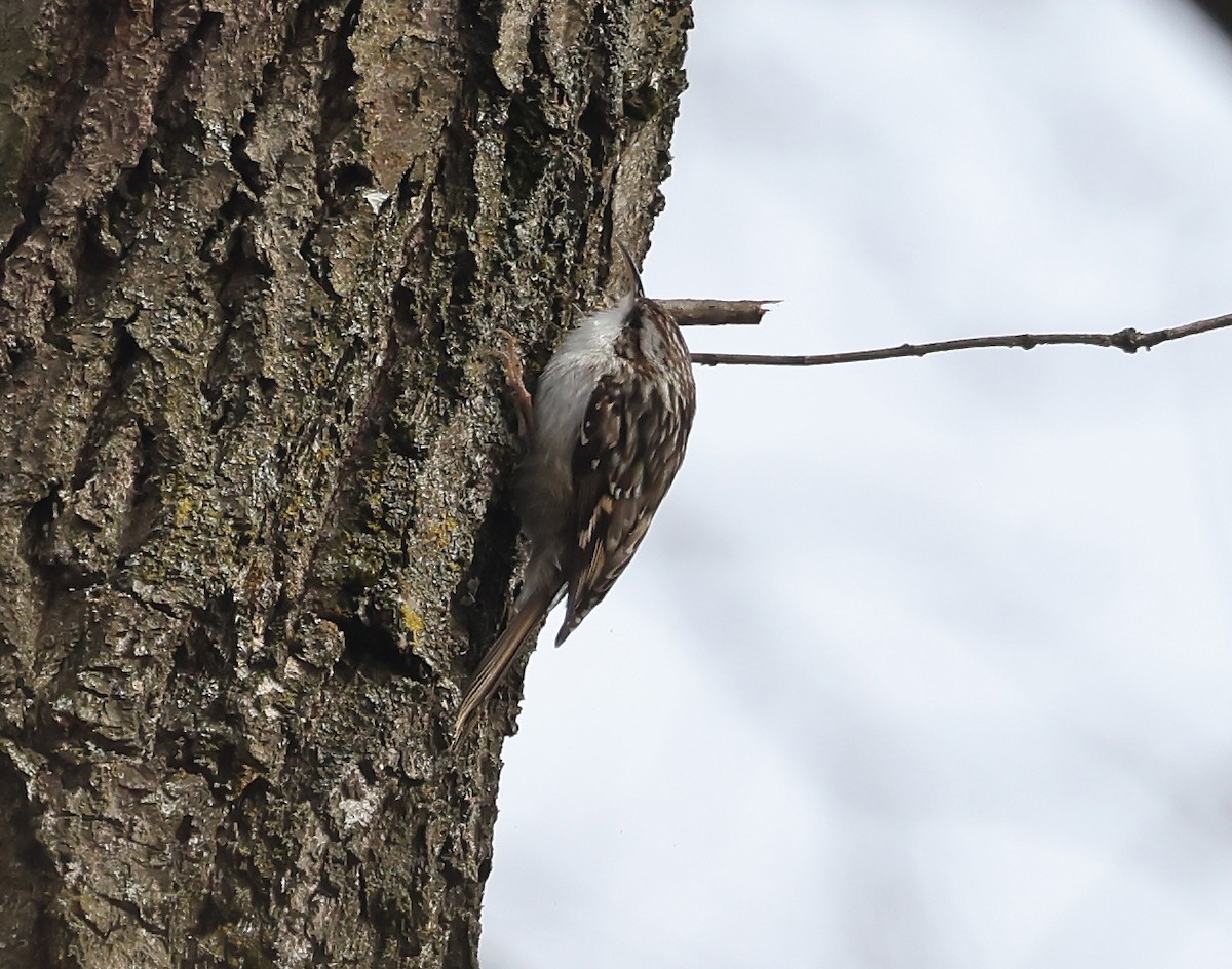 Short-toed Treecreeper - ML630168732