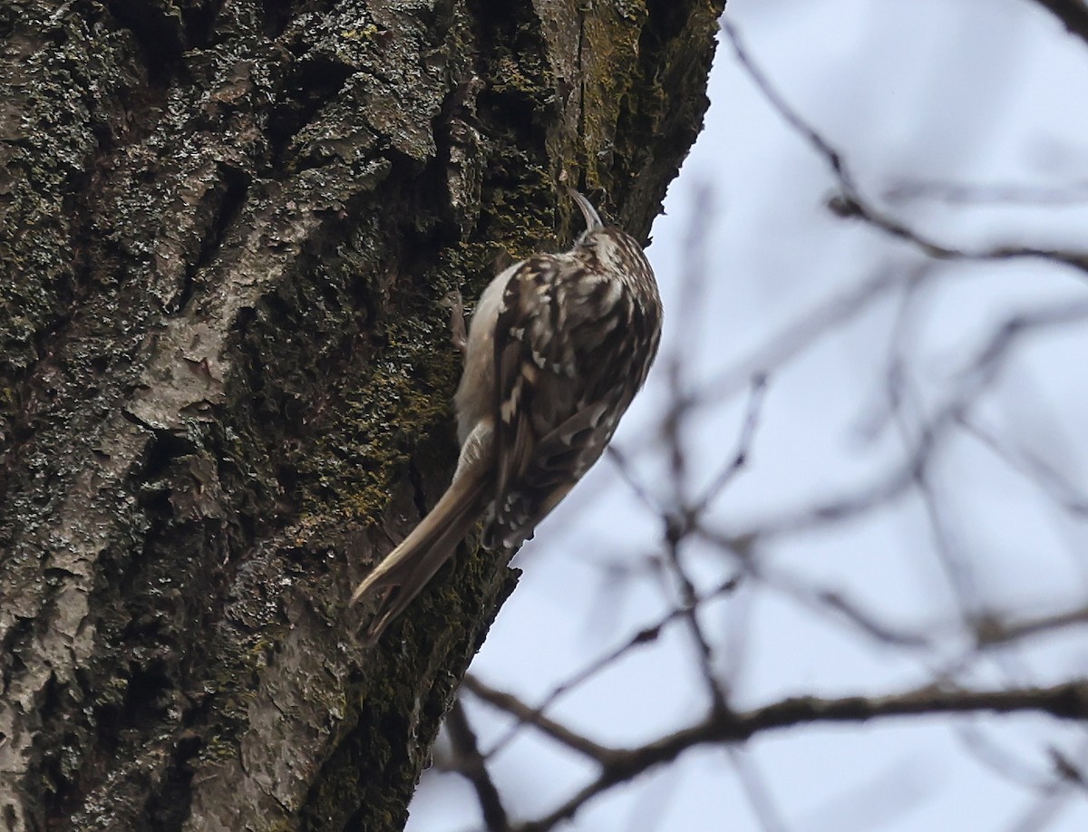 Short-toed Treecreeper - ML630168733