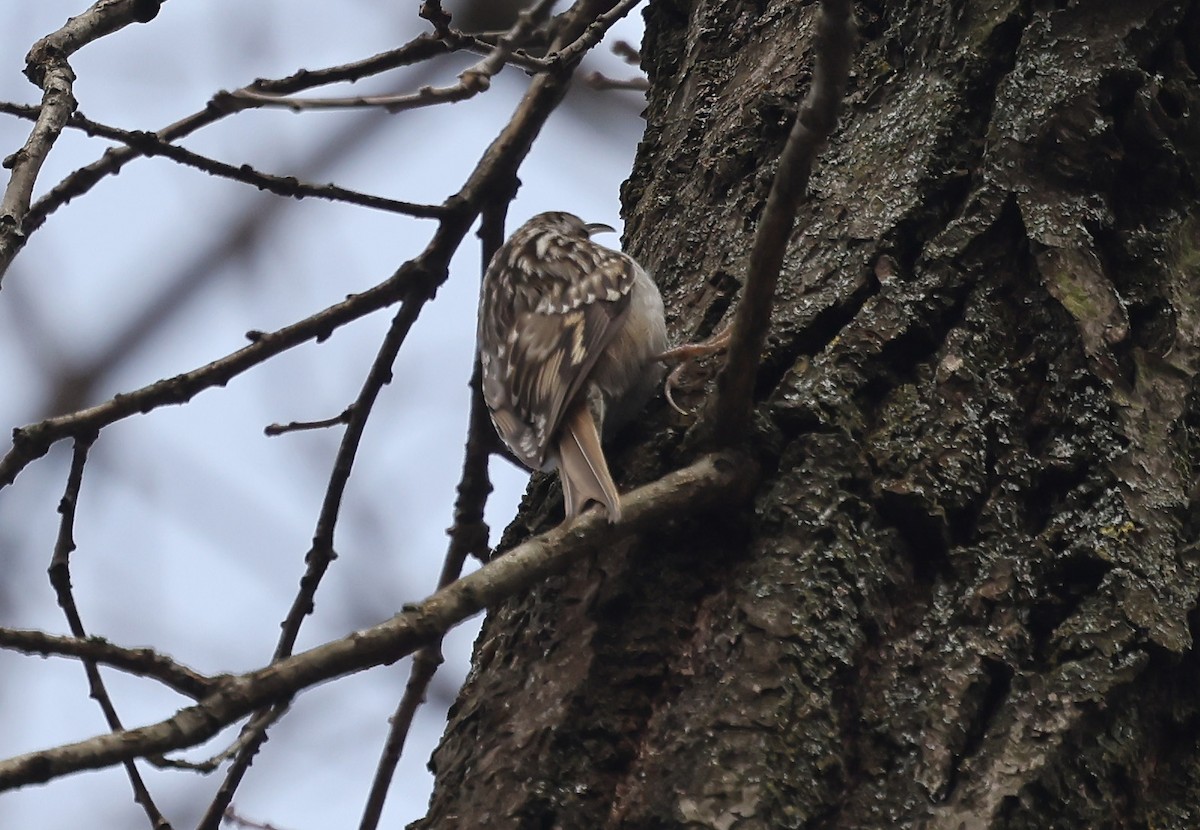 Short-toed Treecreeper - ML630168734