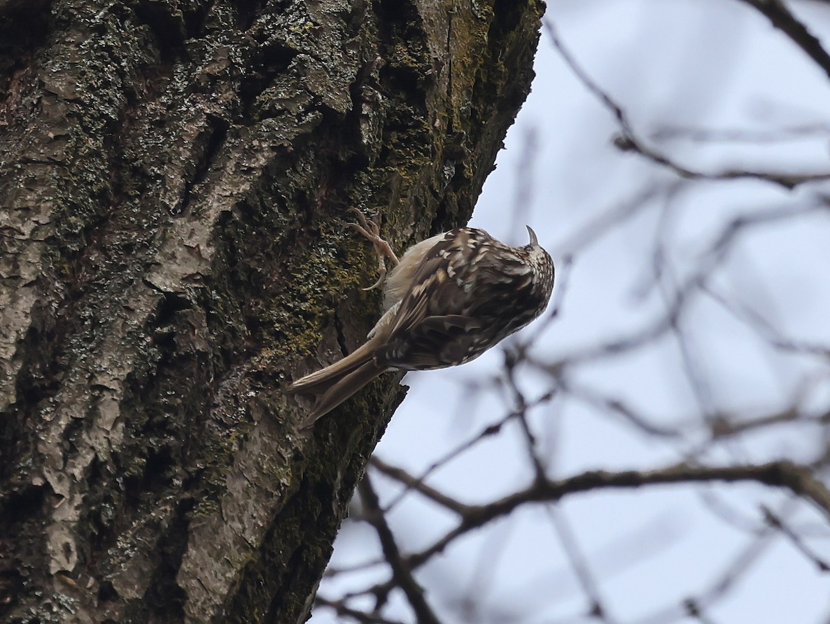 Short-toed Treecreeper - ML630168735