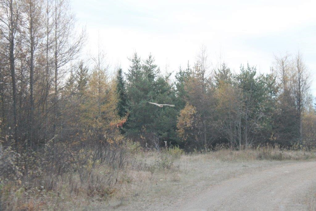 American Barn Owl - ML630168739