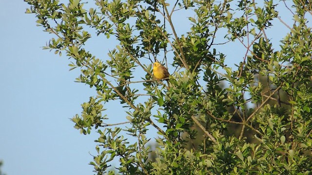Bruant jaune - ML630168764