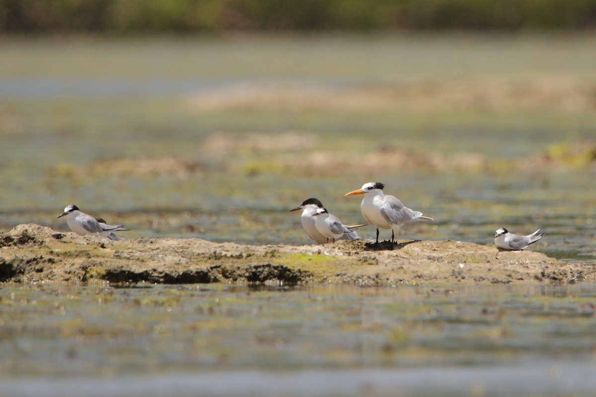 Lesser Crested Tern - ML630168804