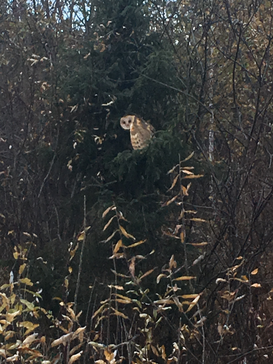 American Barn Owl - ML630168826