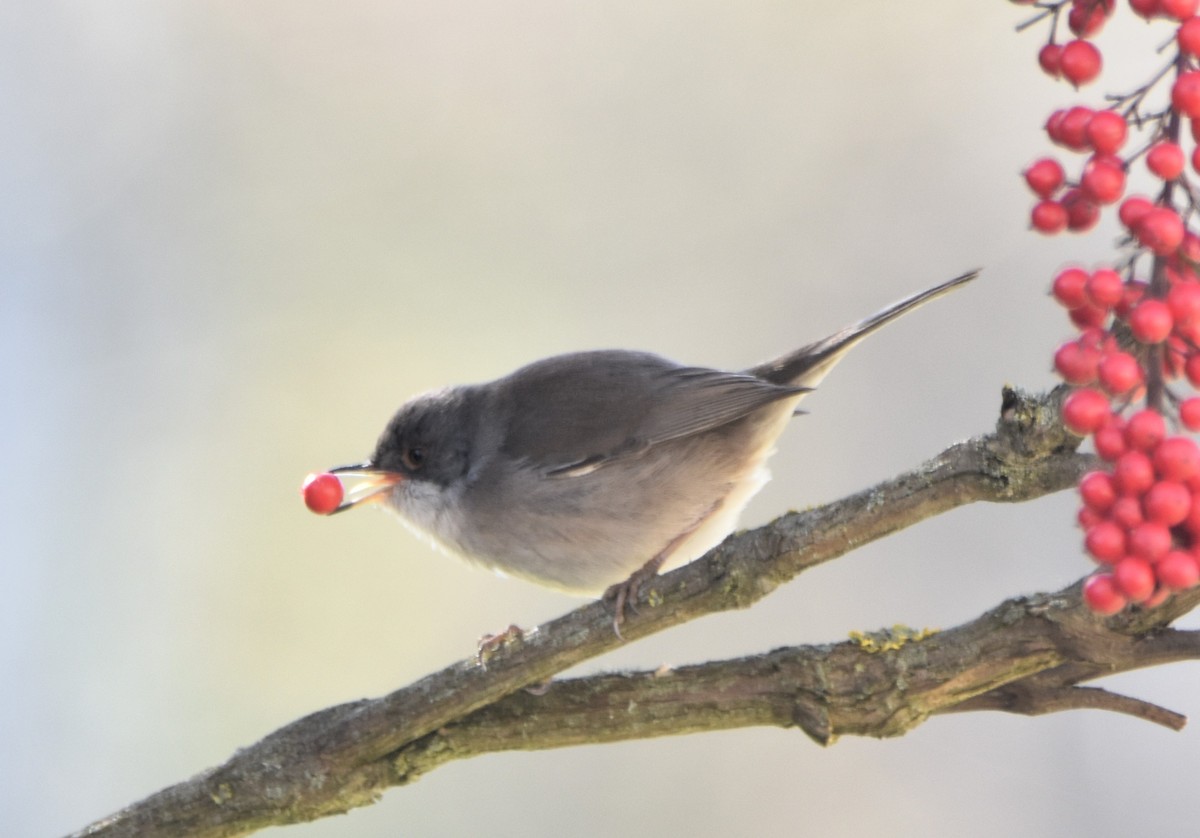 Sardinian Warbler - ML630168955