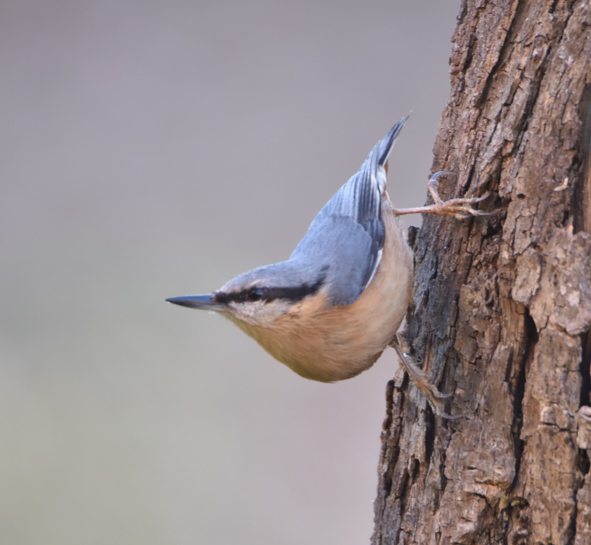 Eurasian Nuthatch - ML630168958