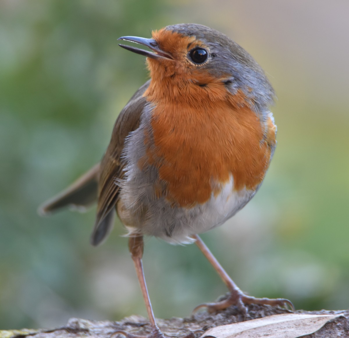 European Robin - ML630168966