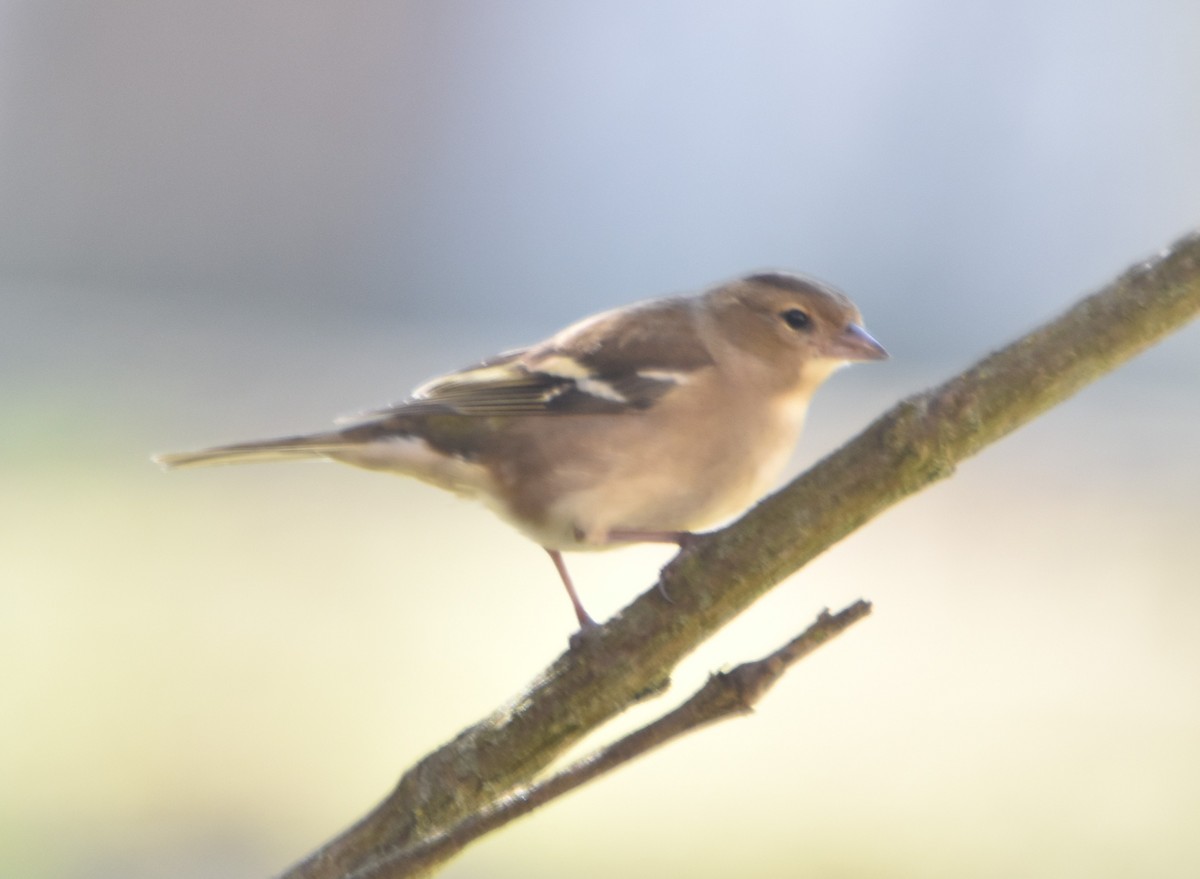 Common Chaffinch - ML630168972