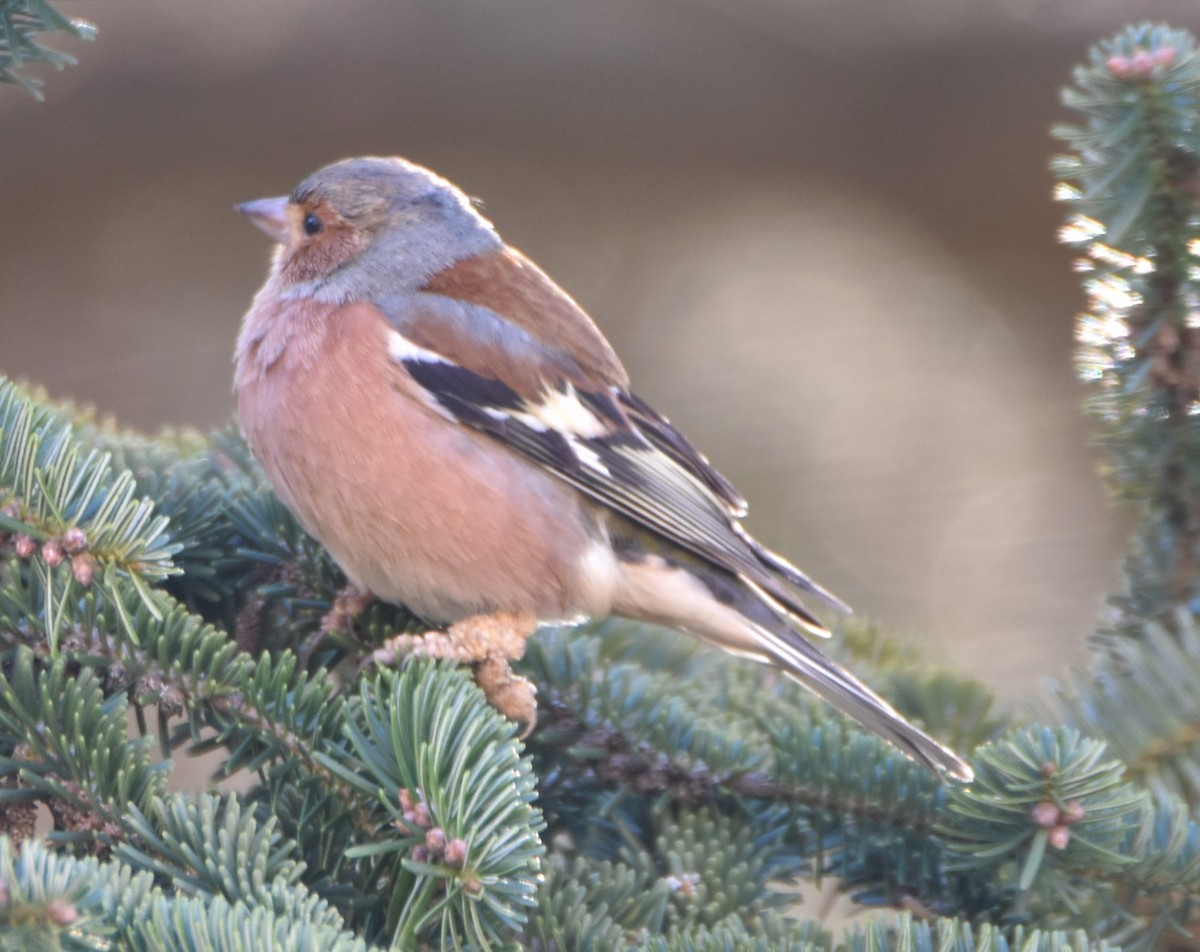 Common Chaffinch - ML630168973