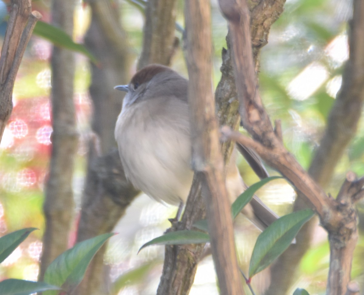 Eurasian Blackcap - ML630169028