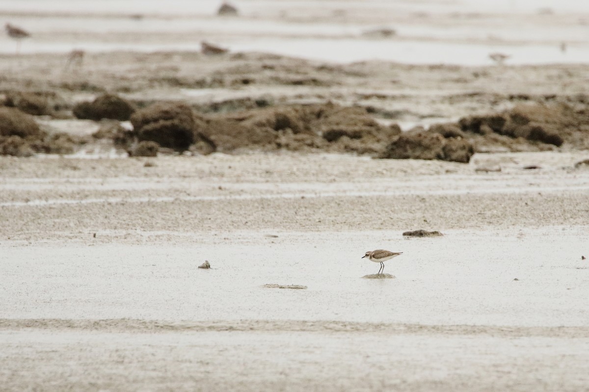 Tibetan Sand-Plover - ML630169079