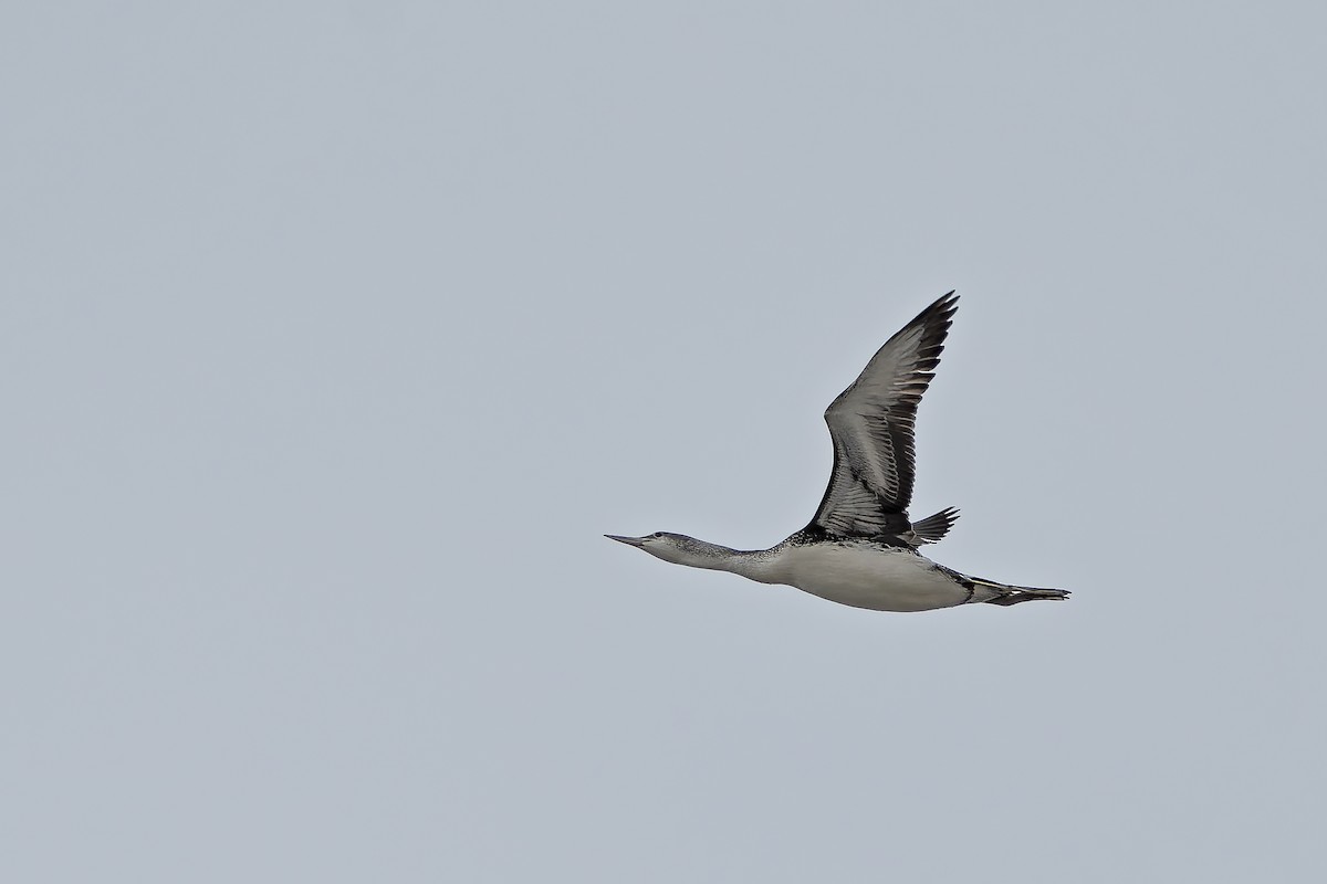 Red-throated Loon - Andrew Simon