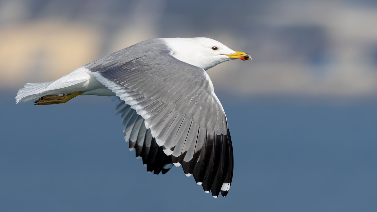 Армянская чайка - ML630169195