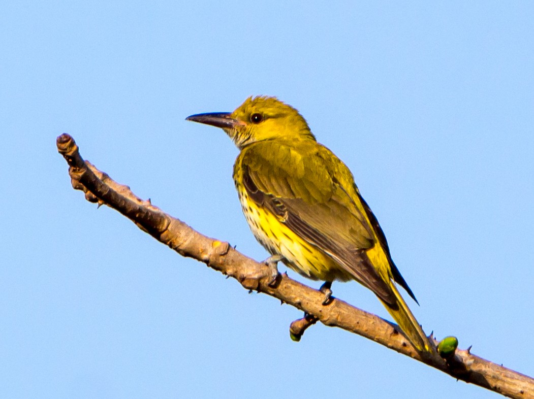 Indian Golden Oriole - ML630169262